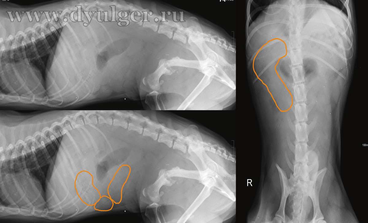 Рентген собаки с линейным инородным телом в ЖКТ.