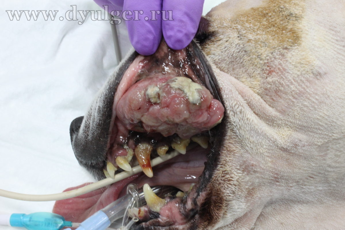 Злокачественная меланома ротовой полости у собаки