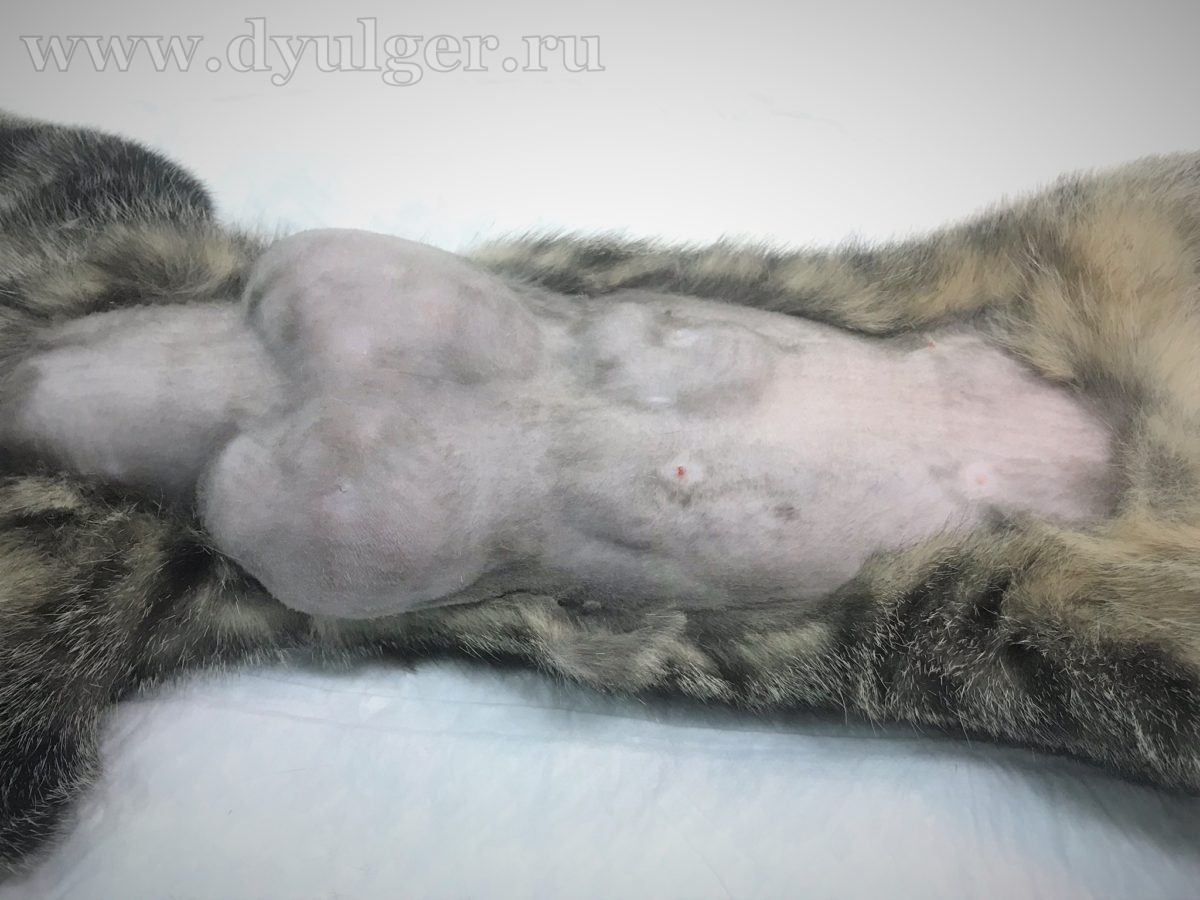 Опухоль (рак) молочной железы у кошки: симптомы, лечение и прогноз