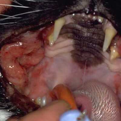 feline oral squamous cell carcinoma