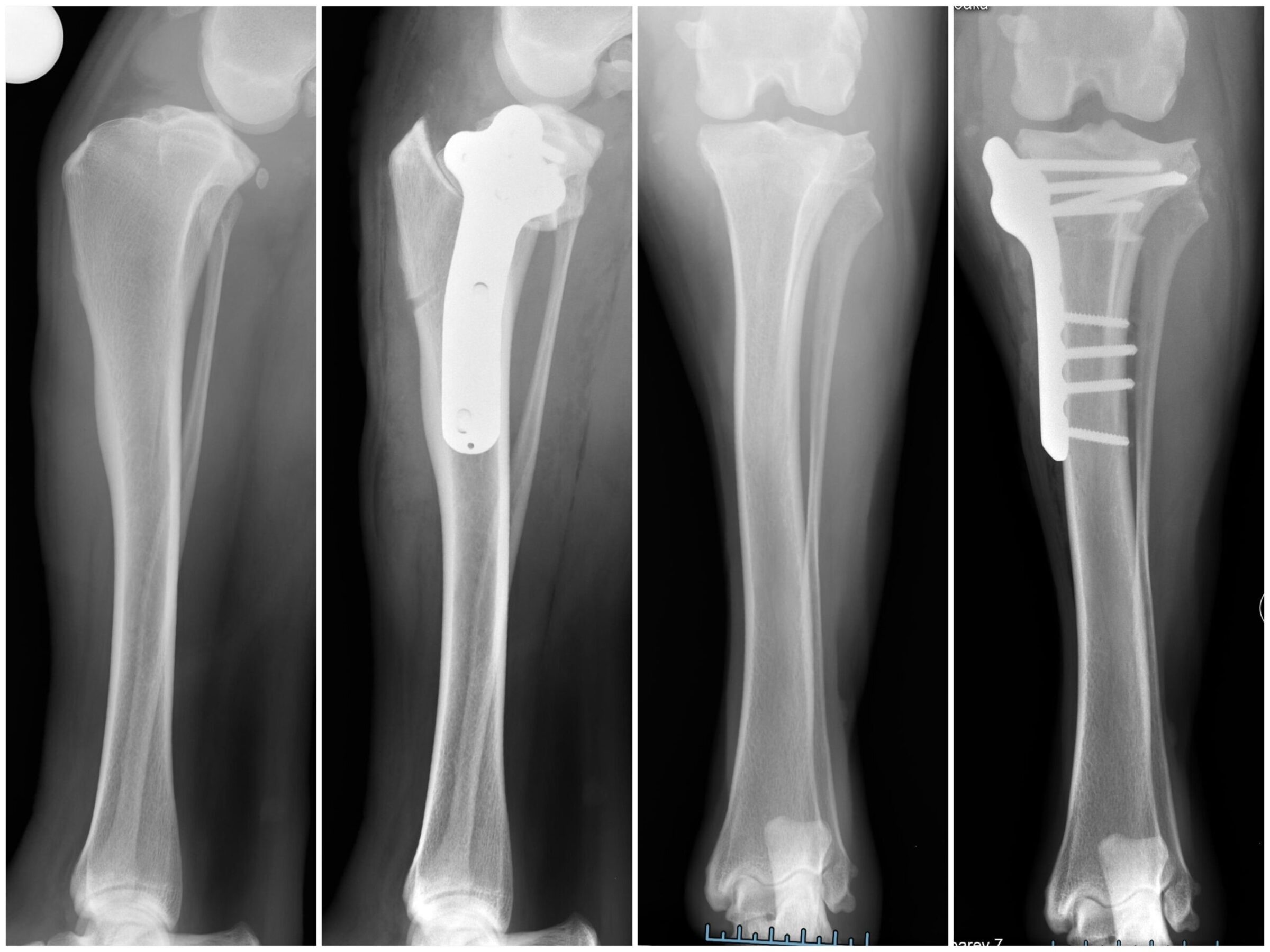 Рентгенография после TPLO у собаки (до/после)