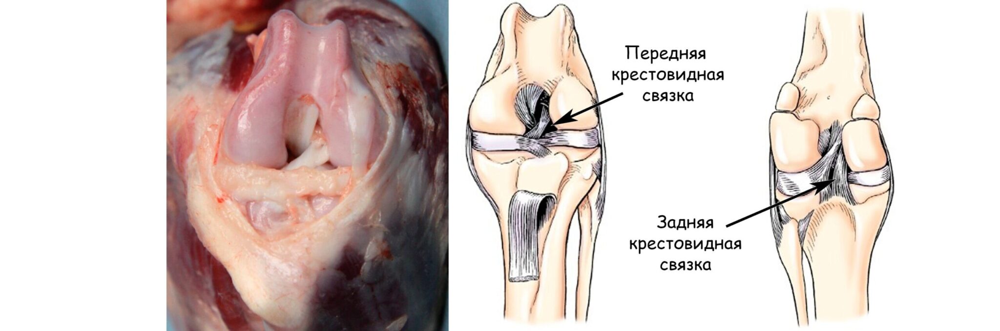 Анатомия коленного сустава и крестовидных связок у собак