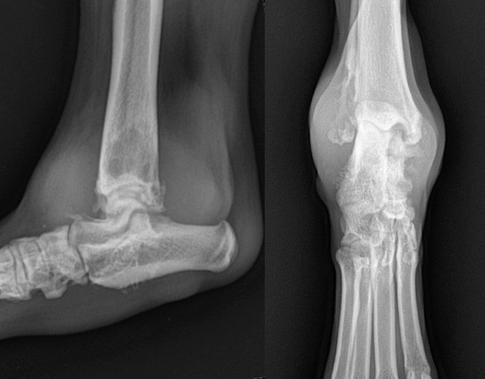 Рентгенограмма собаки с синовиальной саркомой