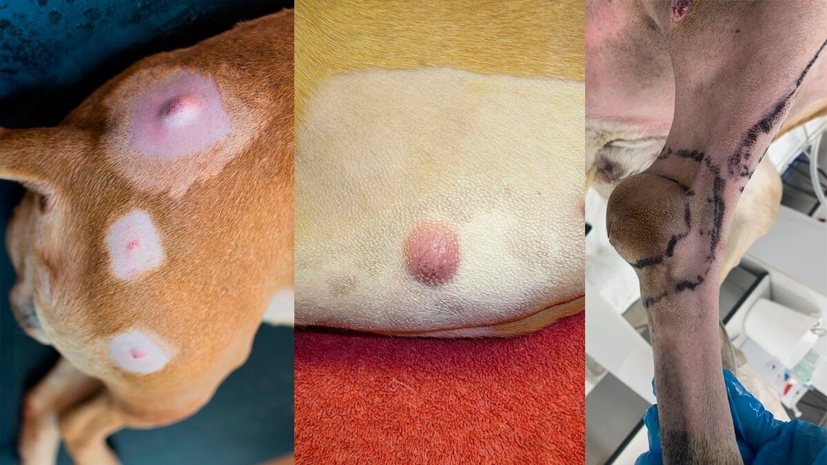 Фотографии мастоцитом у собак