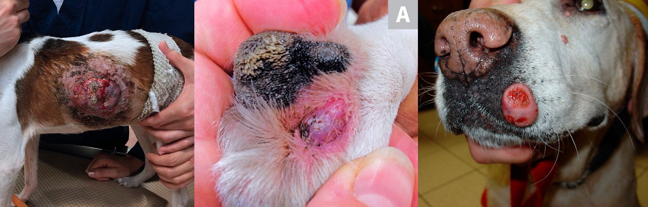 Фотографии мастоцитом у собак в различной локализации