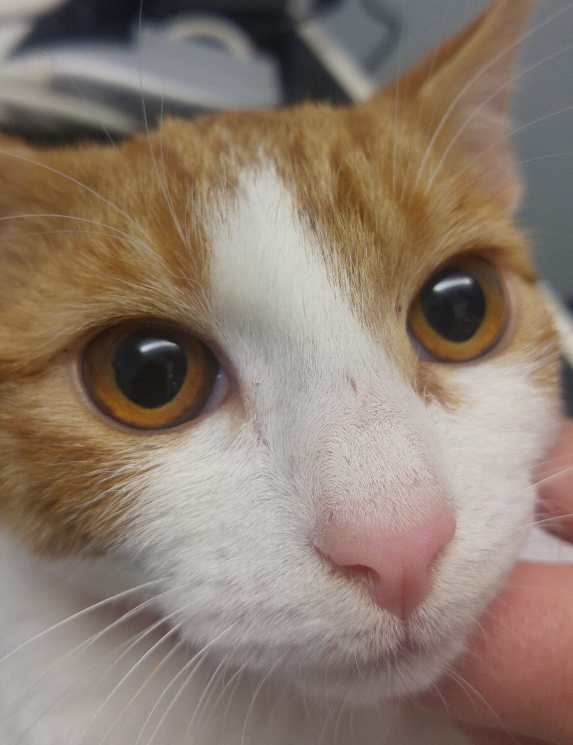 Фотография глаз кота с портосистемным шунтом