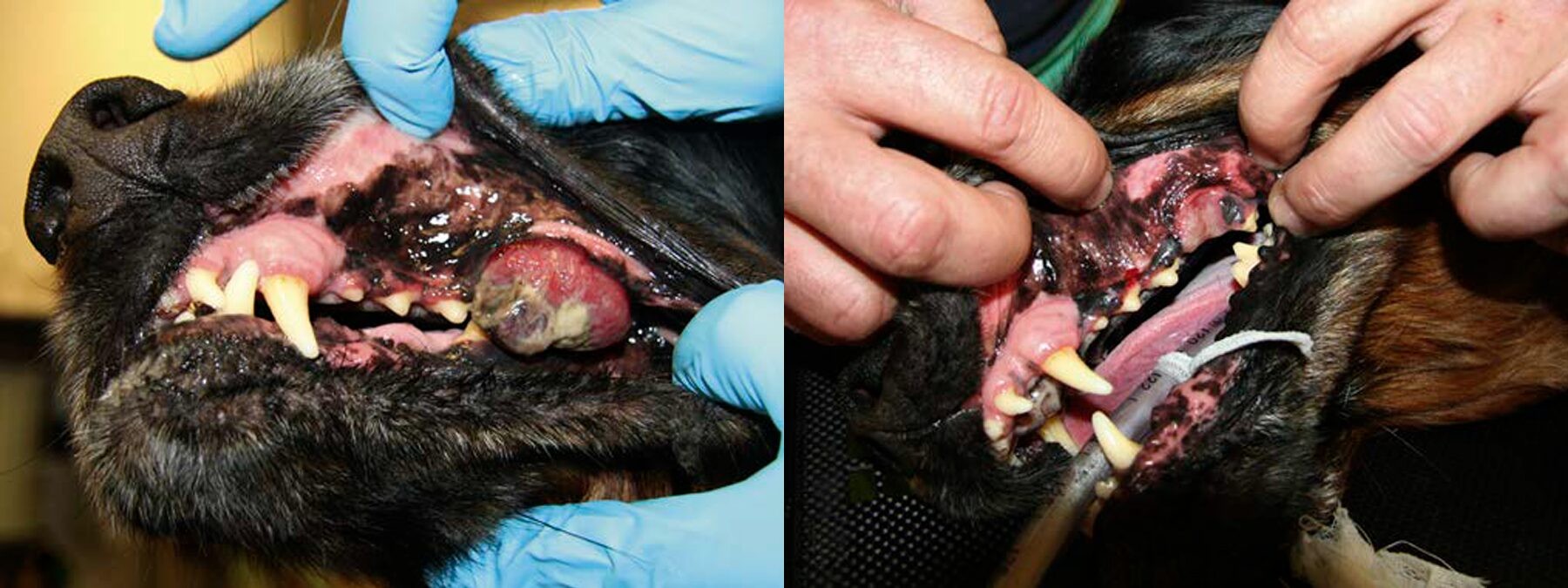 До и после облучения меланомы ротовой полости у собаки