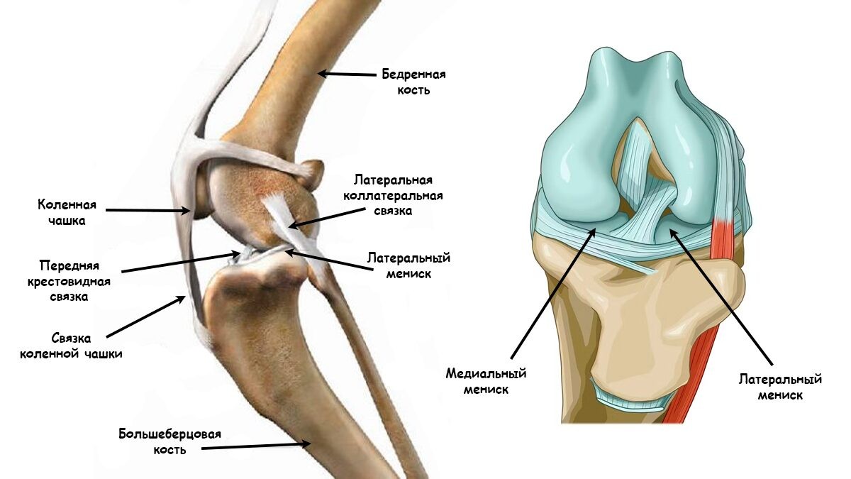 Анатомия коленного сустава и передней крестовидной связки