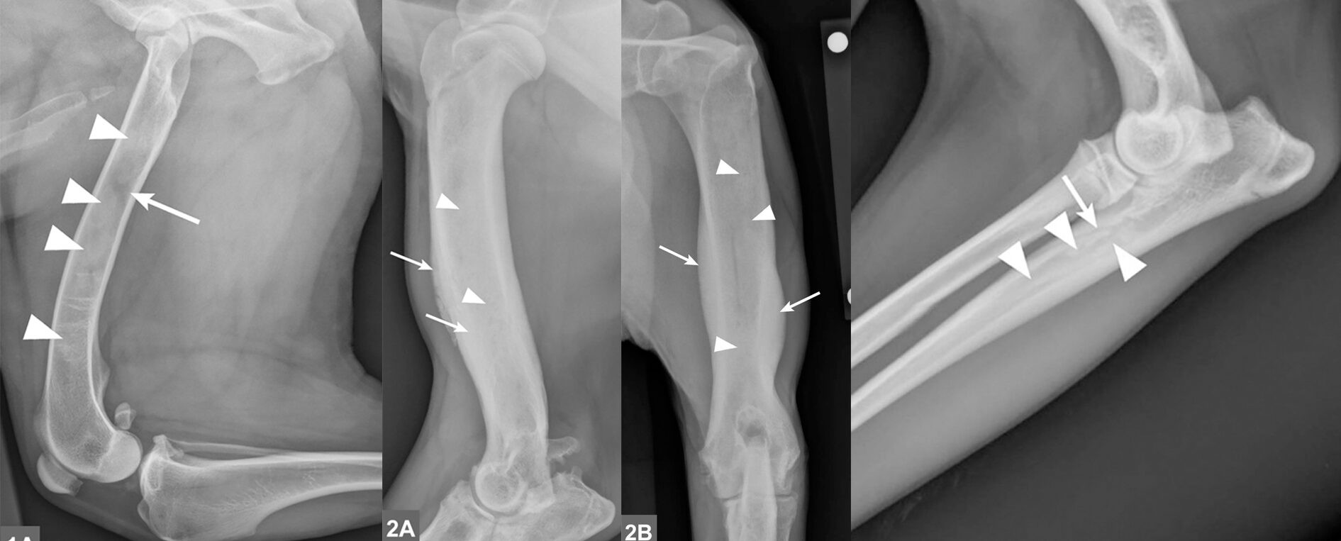 Рентгенограммы косткй собак с паностеитом