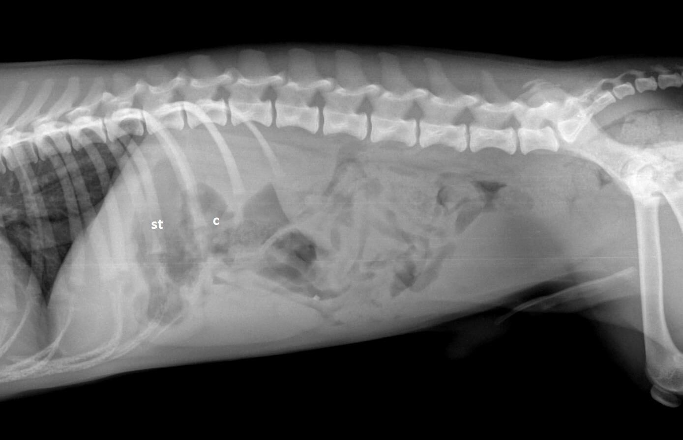 Рентгенография собаки с ПСШ