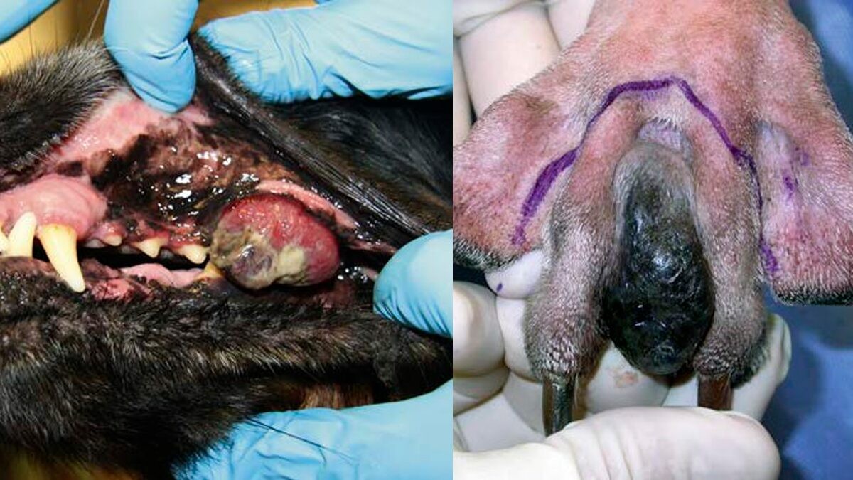 Фотография собак с меланомами